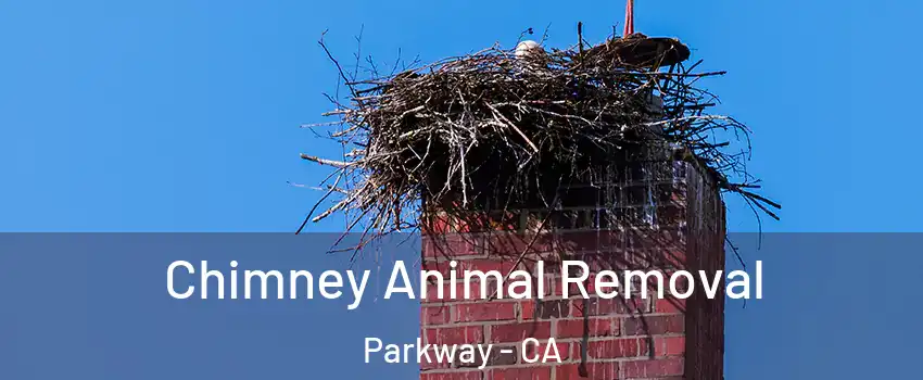  Chimney Animal Removal Parkway - CA