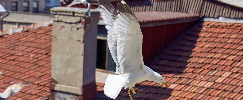 Residential Chimney Animal Removal Solution in Parkway, CA
