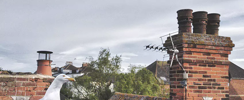 Chimney Cleaning And Restoration in Parkway, California